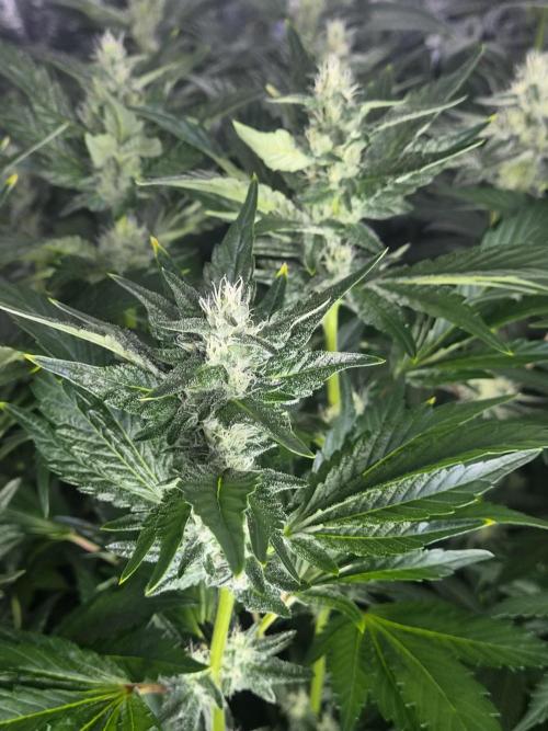 Purple stardawg and mendo breath. Week 10
