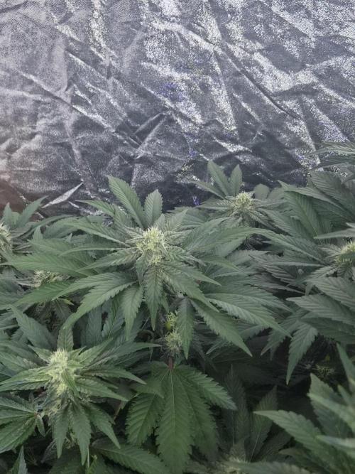 Purple stardawg and mendo breath. Week 10