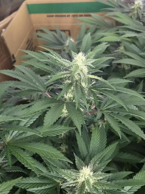 Purple stardawg and mendo breath. Week 10