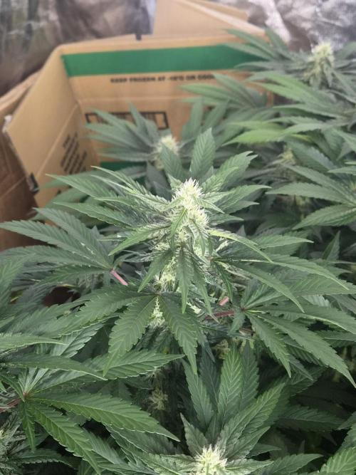 Purple stardawg and mendo breath. Week 10