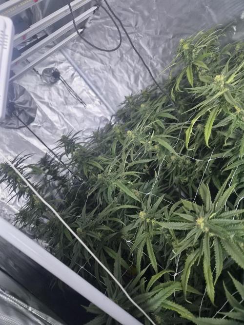 Blue Sunset Sherbert. Week 14