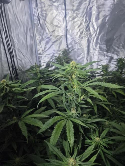 Blue Sunset Sherbert. Week 14