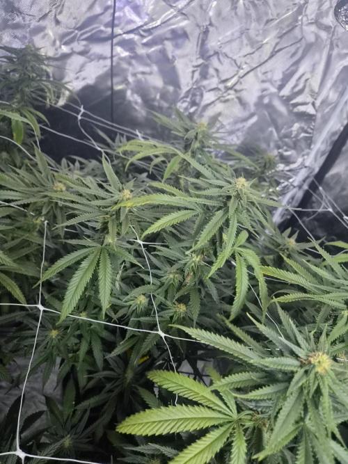 Blue Sunset Sherbert. Week 14