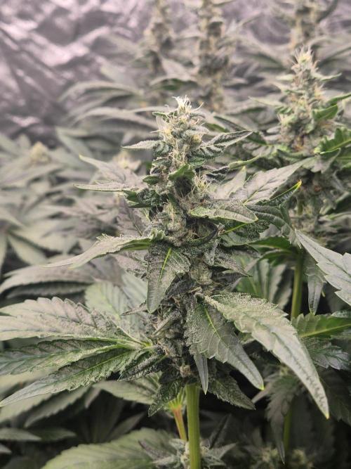 Purple stardawg and mendo breath. Week 11