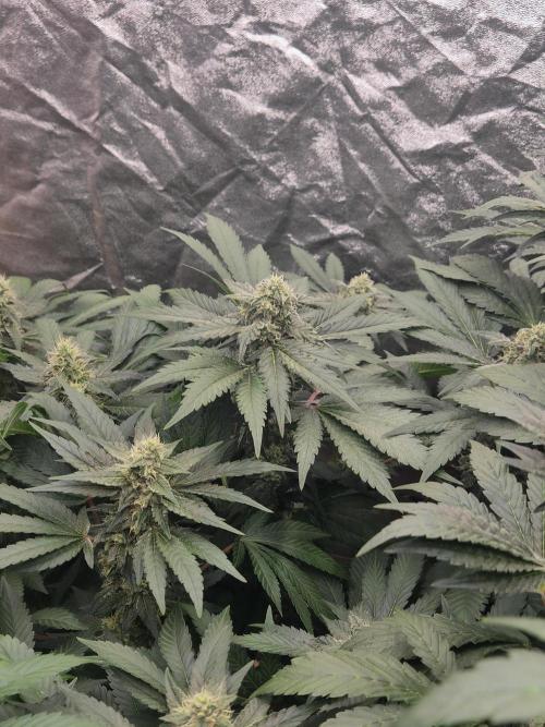 Purple stardawg and mendo breath. Week 11