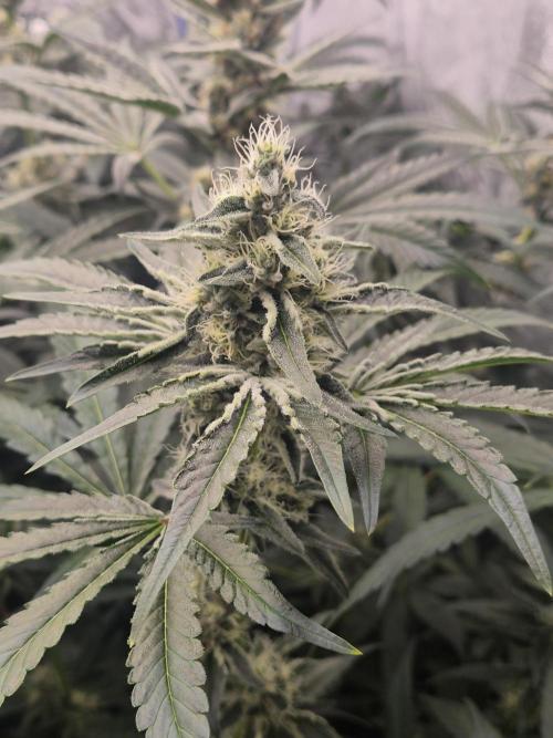 Purple stardawg and mendo breath. Week 11