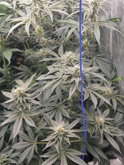Purple stardawg and mendo breath. Week 11