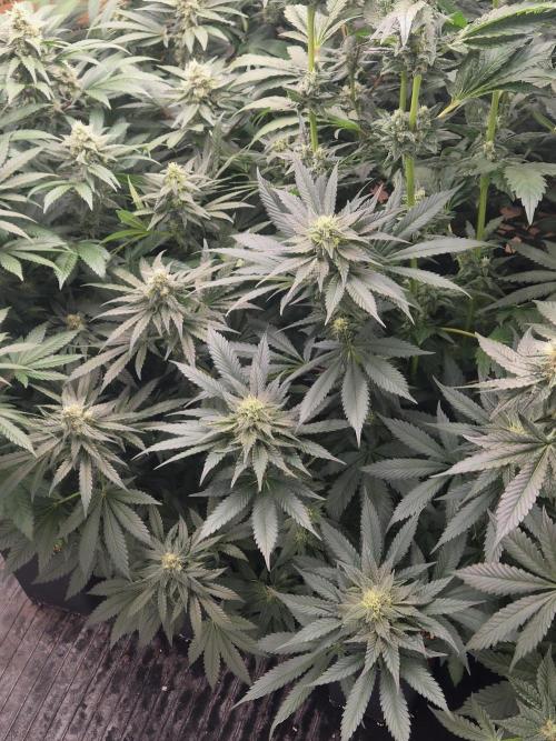 Purple stardawg and mendo breath. Week 11