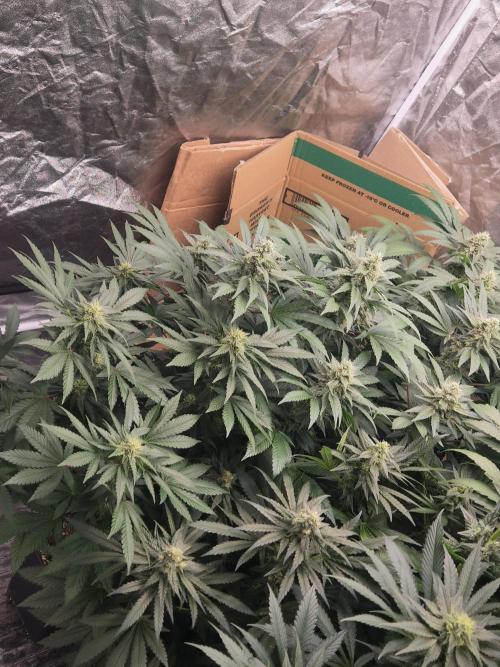 Purple stardawg and mendo breath. Week 11