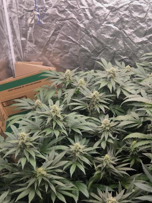 Purple stardawg and mendo breath. Week 11