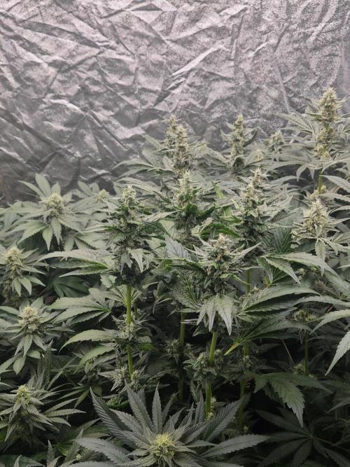 Purple stardawg and mendo breath. Week 11