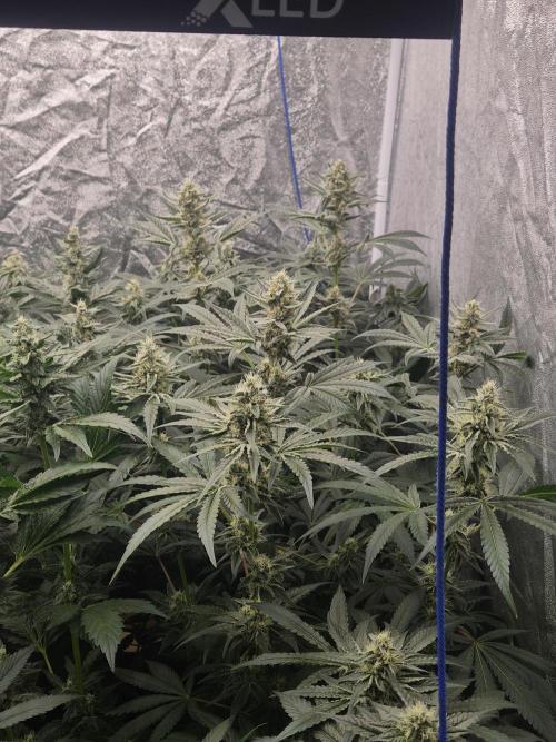 Purple stardawg and mendo breath. Week 11