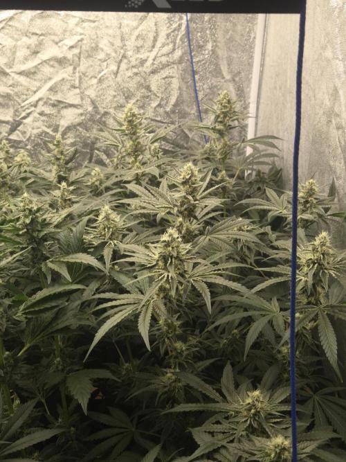 Purple stardawg and mendo breath. Week 11