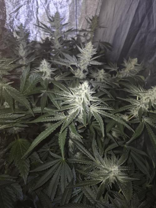 Purple stardawg and mendo breath. Week 11
