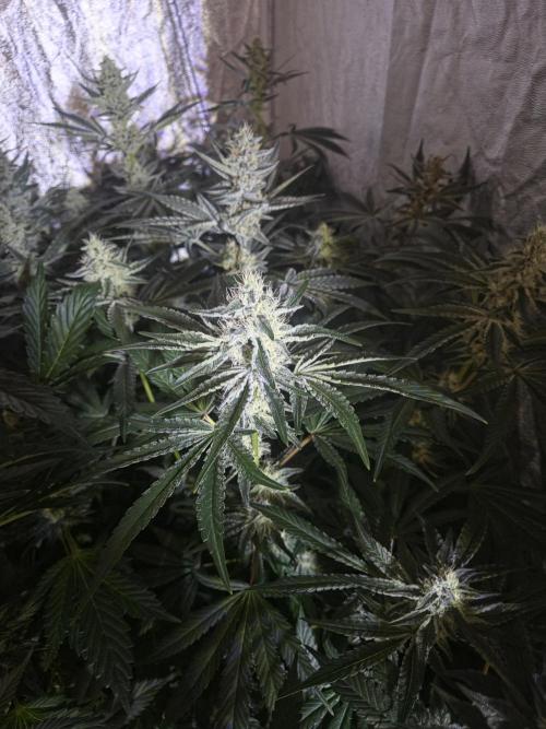 Purple stardawg and mendo breath. Week 11