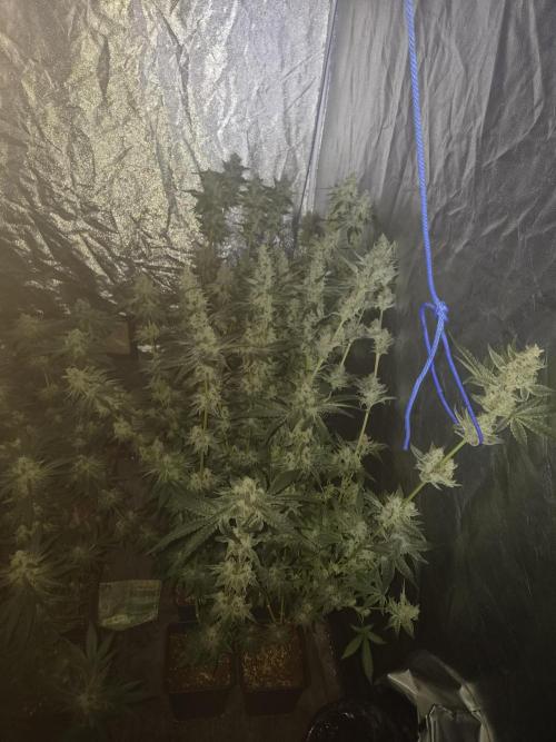 Purple stardawg and mendo breath. Week 12