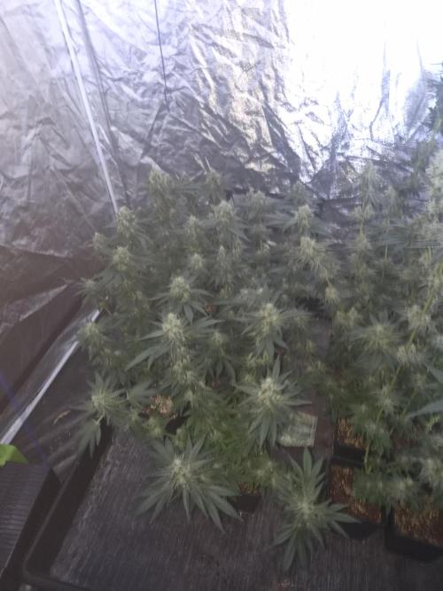 Purple stardawg and mendo breath. Week 12