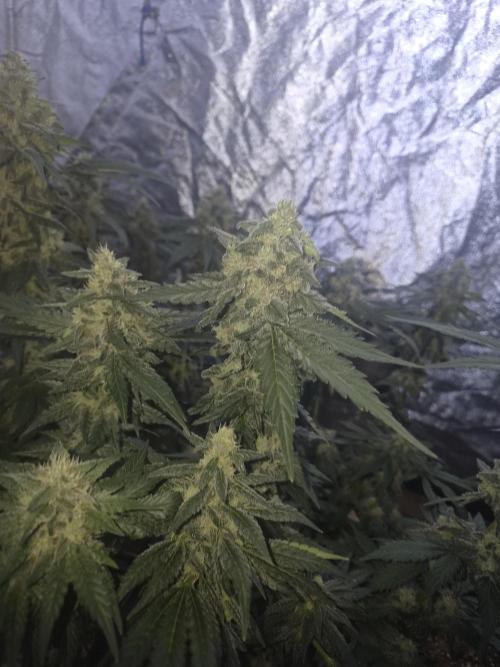 Purple stardawg and mendo breath. Week 12