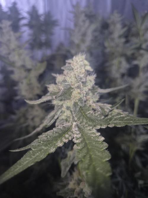 Purple stardawg and mendo breath. Week 12