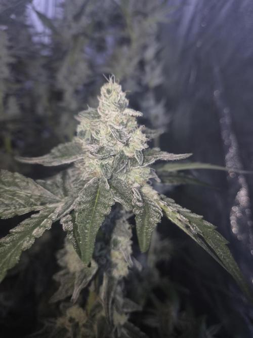Purple stardawg and mendo breath. Week 12