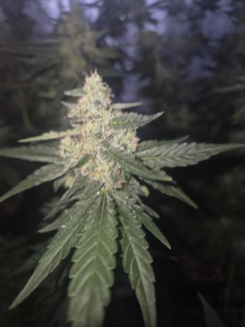 Purple stardawg and mendo breath. Week 12