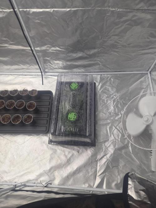 New pheno hunt. Week 0
