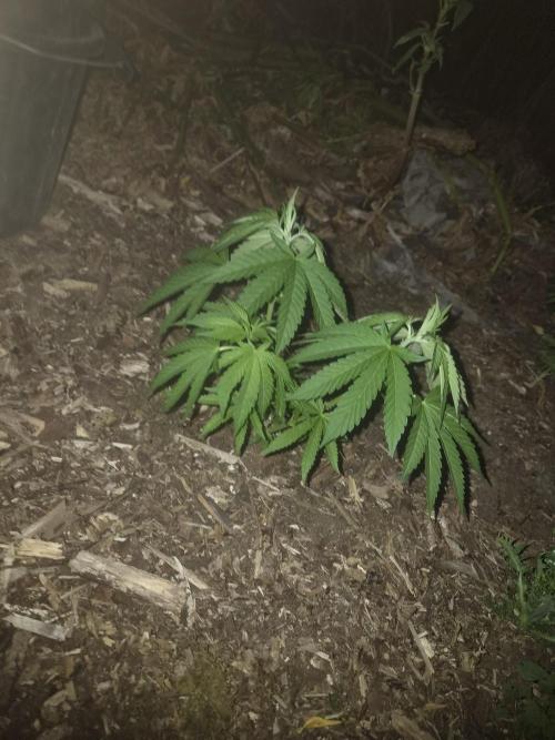 420strainhunter