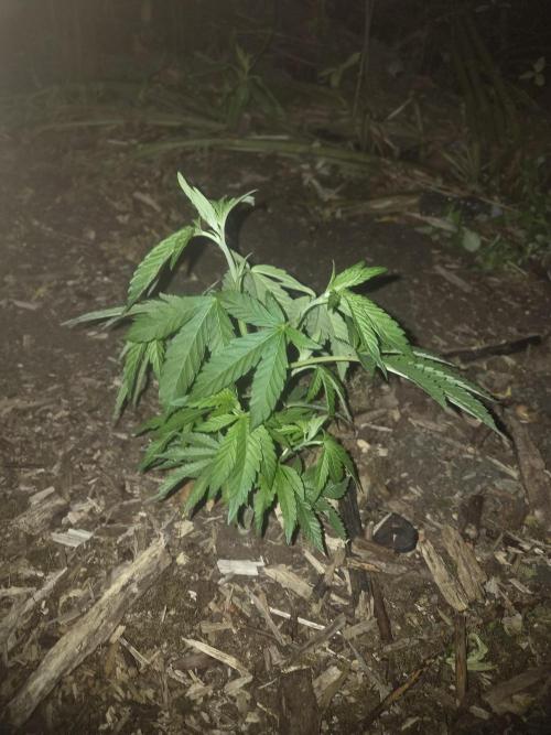 420strainhunter