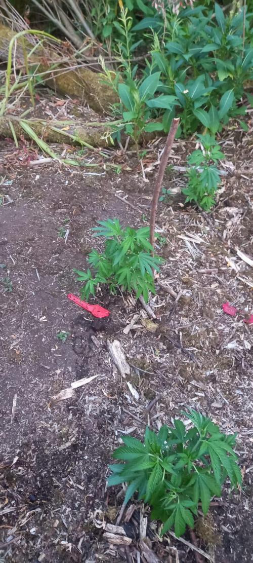 Gorilla grow. Week 3