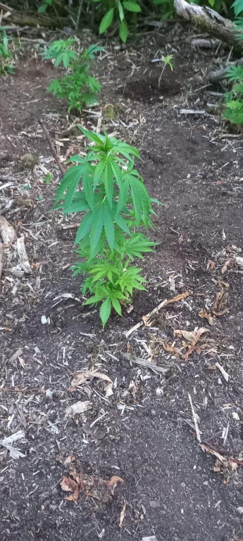 Gorilla grow. Week 3