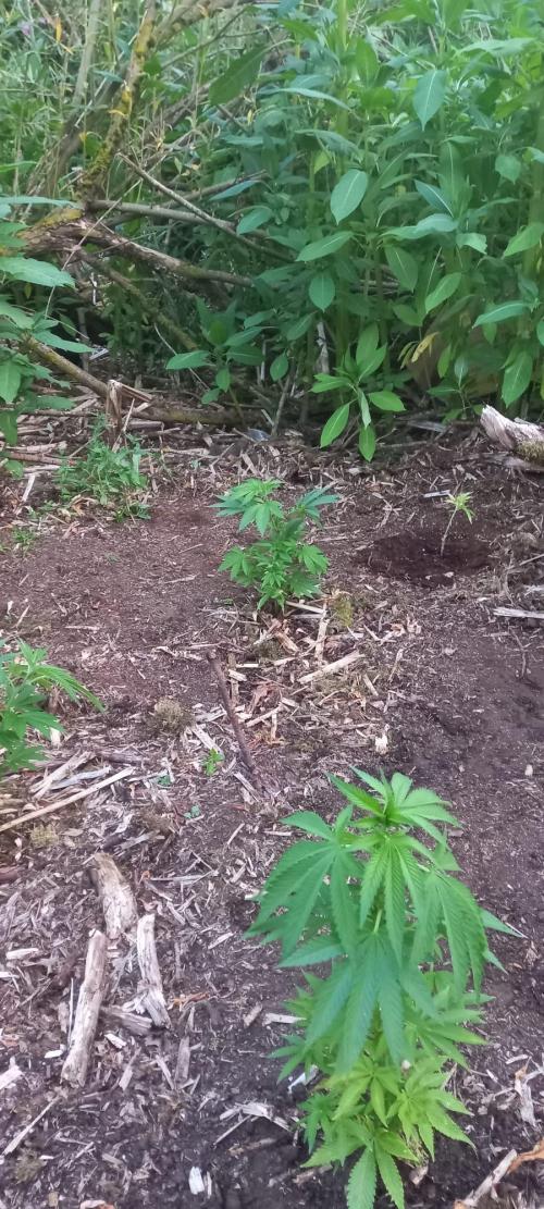 Gorilla grow. Week 3