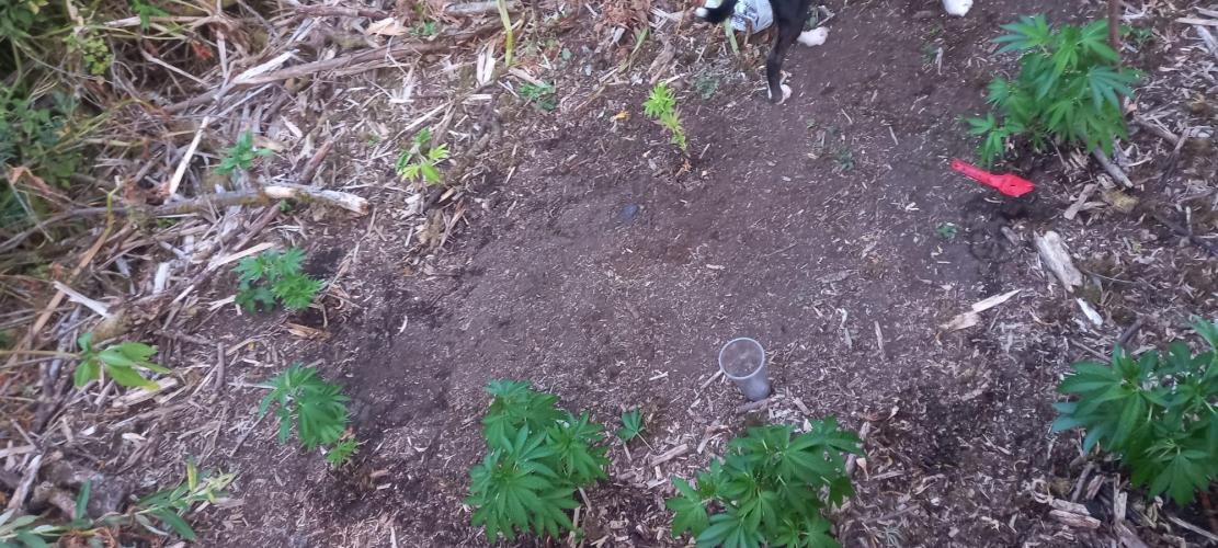 Gorilla grow. Week 3