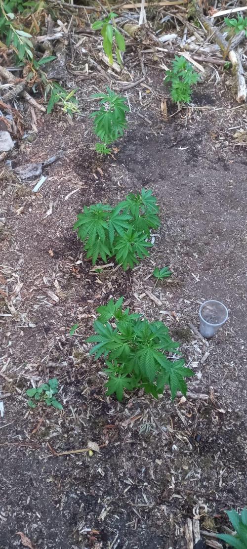 Purple Star Dawg. Week 3