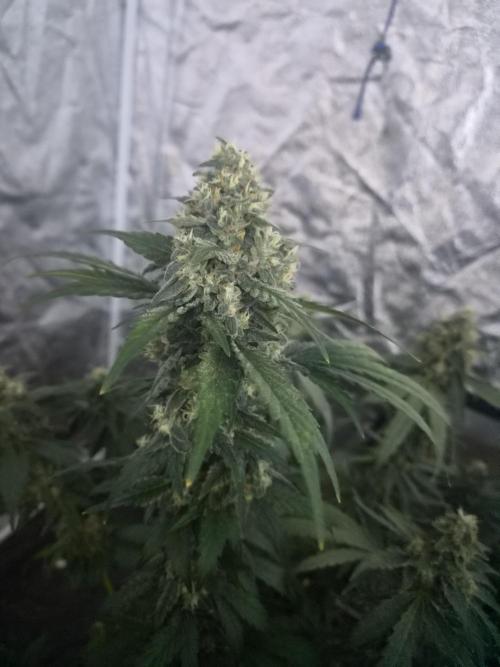 Purple stardawg and mendo breath. Week 13