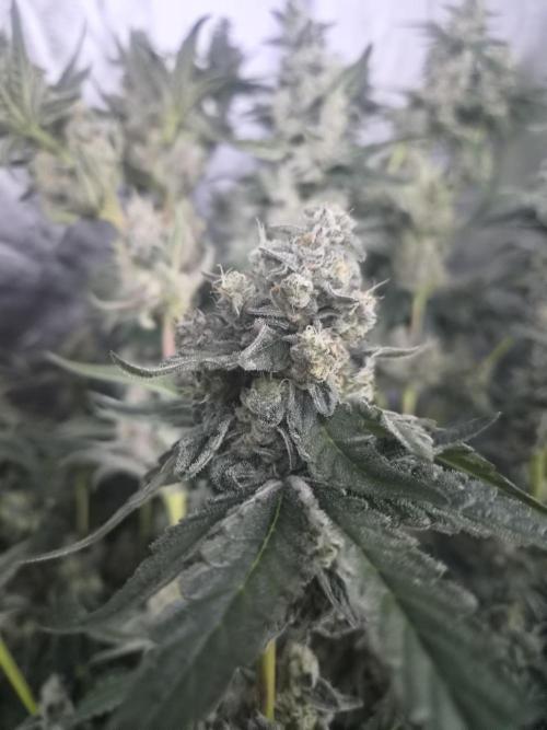 Purple stardawg and mendo breath. Week 13