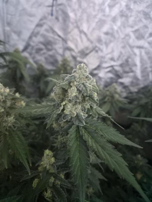 Purple stardawg and mendo breath. Week 13