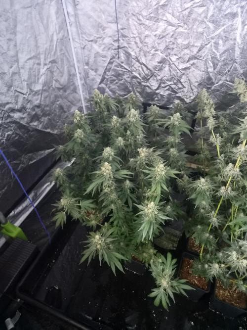 Purple stardawg and mendo breath. Week 13