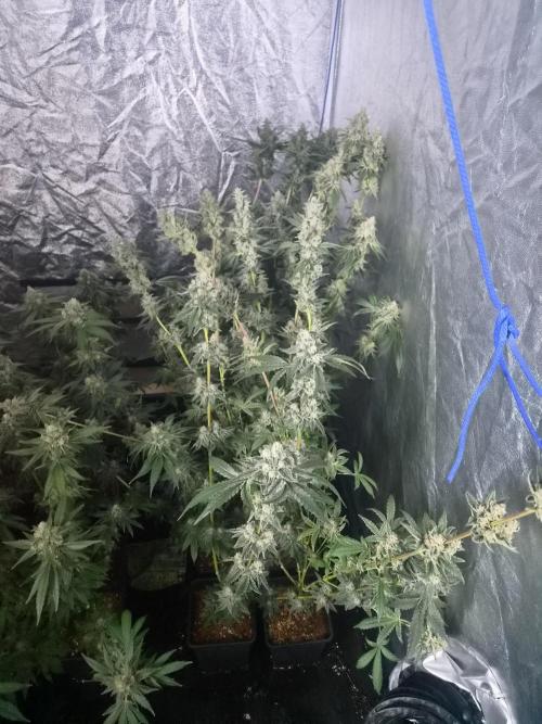 Purple stardawg and mendo breath. Week 13