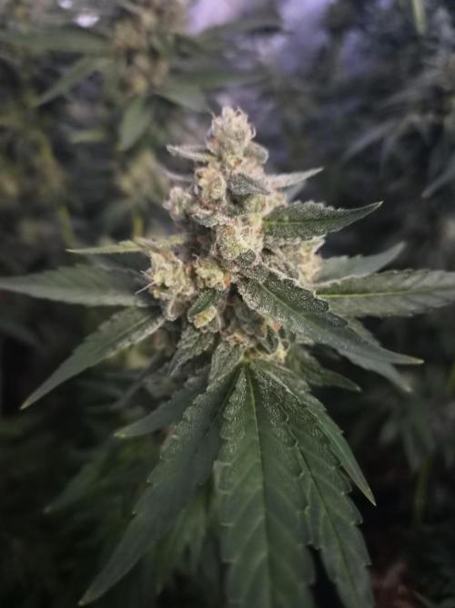 Purple stardawg and mendo breath. Week 13