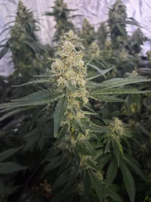 Purple stardawg and mendo breath. Week 13