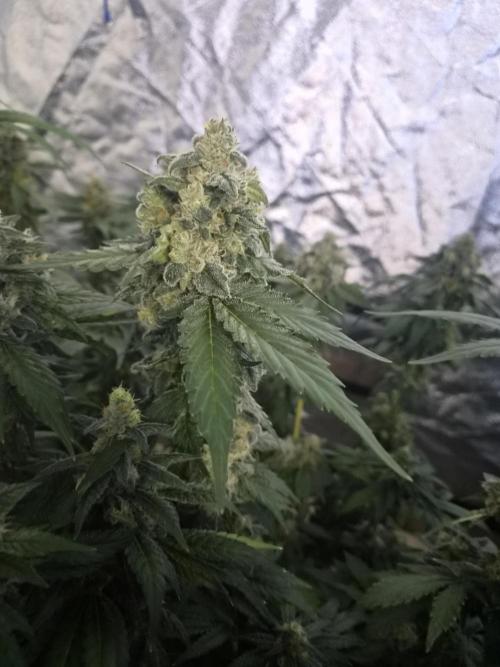 Purple stardawg and mendo breath. Week 13