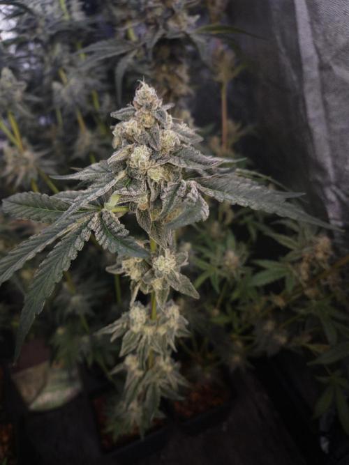 Purple stardawg and mendo breath. Week 13