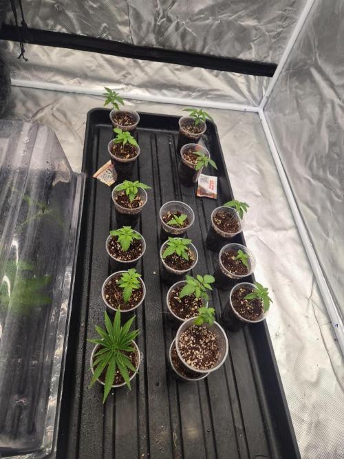 New pheno hunt. Week 1