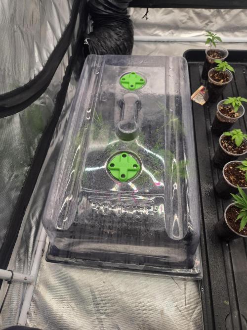 New pheno hunt. Week 1