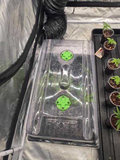 New pheno hunt. Week 1