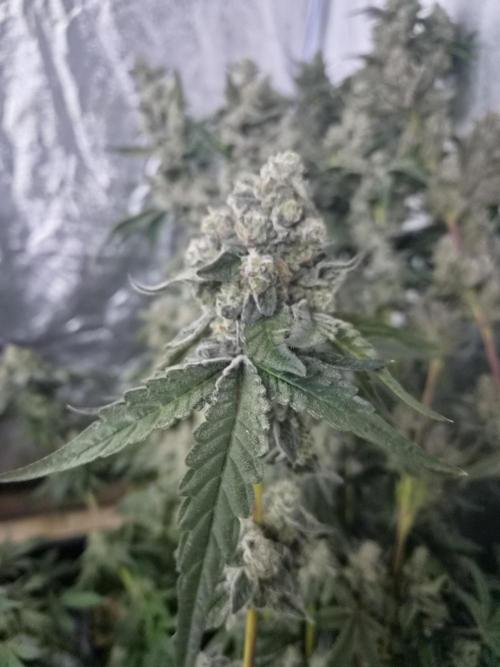Purple stardawg and mendo breath. Week 14