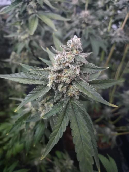 Purple stardawg and mendo breath. Week 14