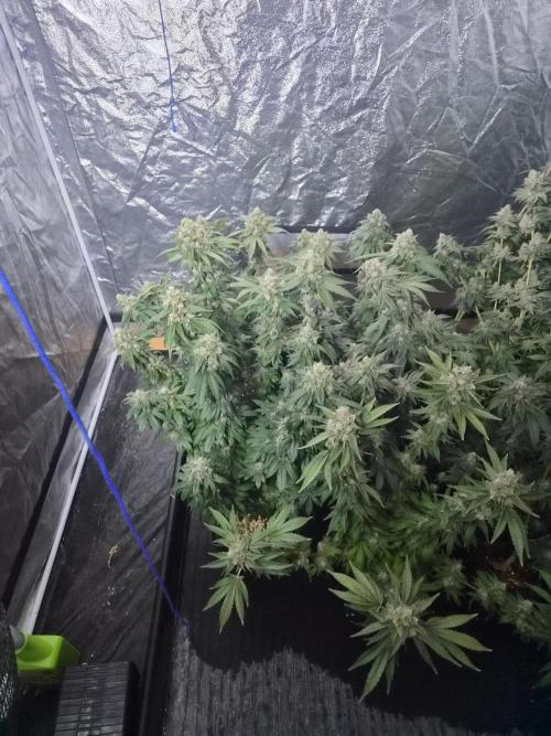 Purple stardawg and mendo breath. Week 14