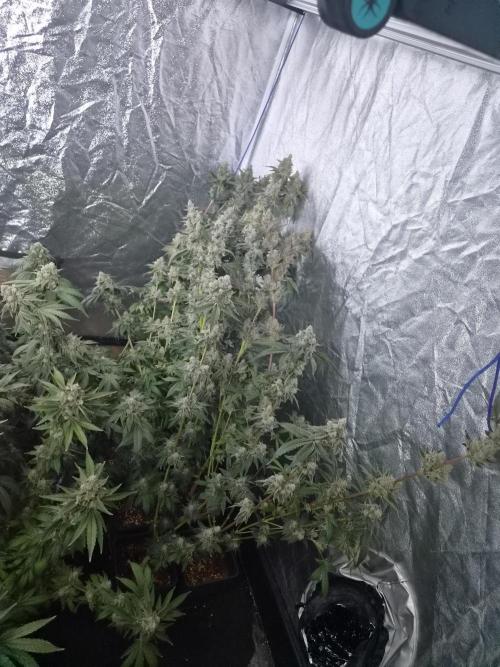 Purple stardawg and mendo breath. Week 14