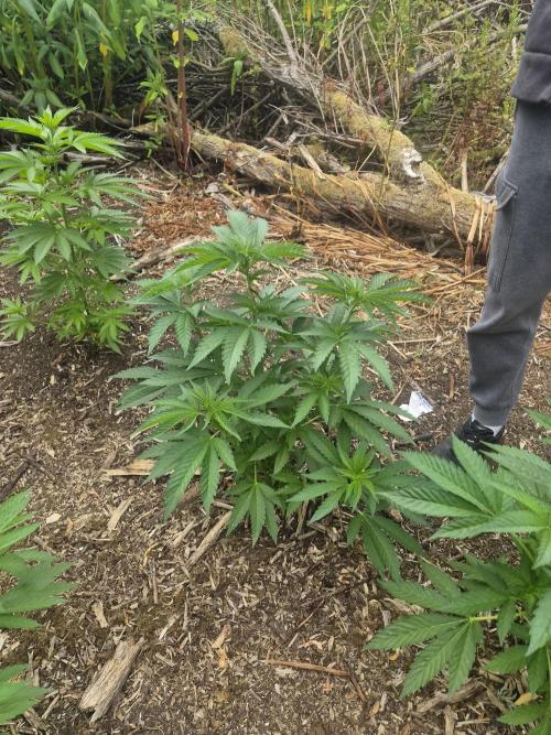 Gorilla grow. Week 5